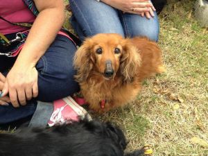 Ruby - enjoying herself at the park a couple of weeks ago