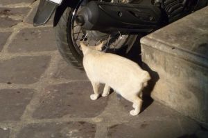 Stumpy tailed cat (common in Asia), this one in Bangkok