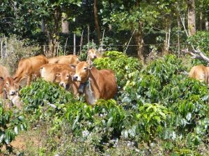 Cows in a Coffee Plantation in Laos