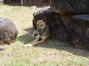 Dog at Wat Phu in Laos