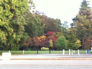 Autumn trees at Ashburton Domain