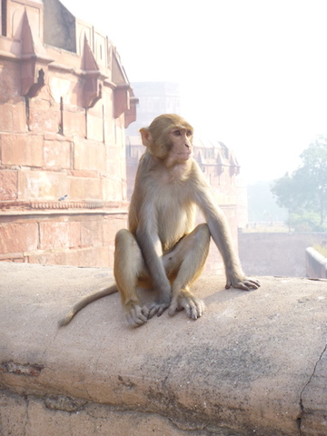 Monkey at the Red Fort