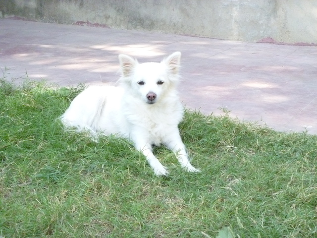 Sweet little dog at a place we stopped for lunch