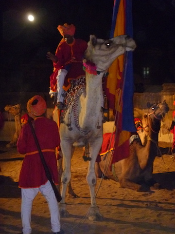 Camel from a night time wedding procession