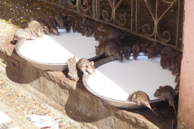 Rats at the Karni Mata (Rat Temple)