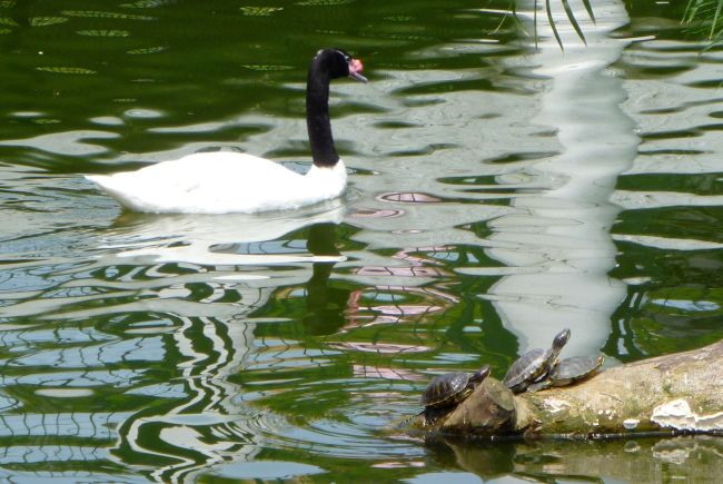 There are a large number of ducks, swans and other water fowl in the park.  Mum got particularly excited about this Black-necked Swan as she's never seen one in person before.