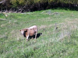 A "non-frisky" bull - note the fence - without wire