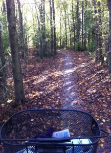 Small grove of bush at the start of the path