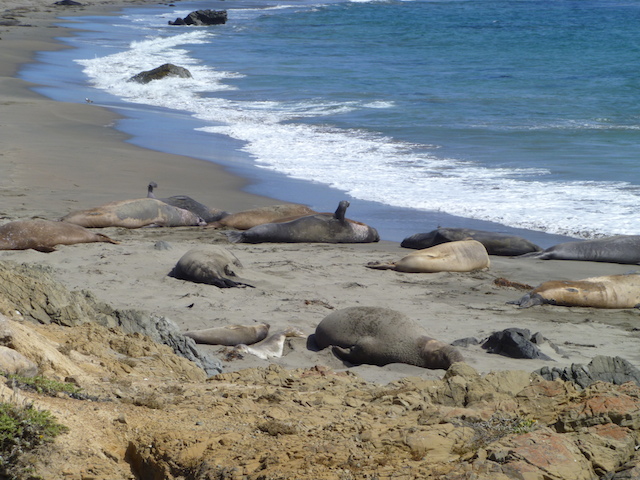 San Simeon Elephant Seal Colony