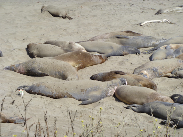 San Simeon Elephant Seal Colony