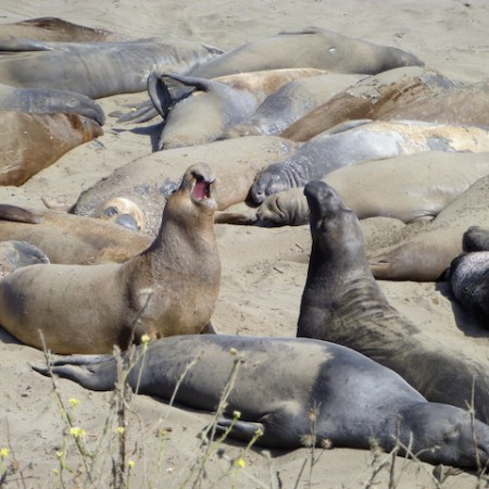 San Simeon Elephant Seal Colony