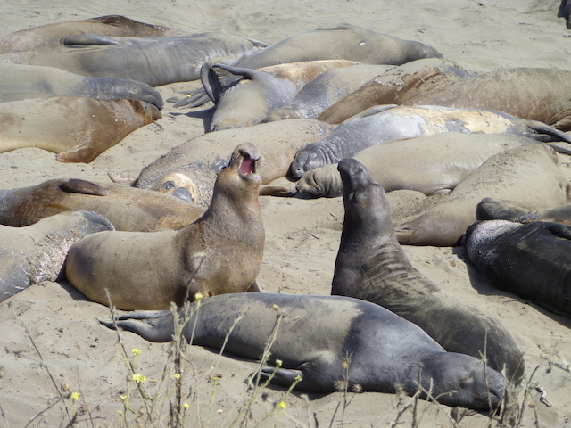 San Simeon Elephant Seal Colony