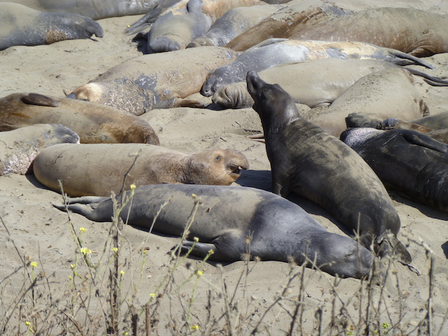 San Simeon Elephant Seal Colony