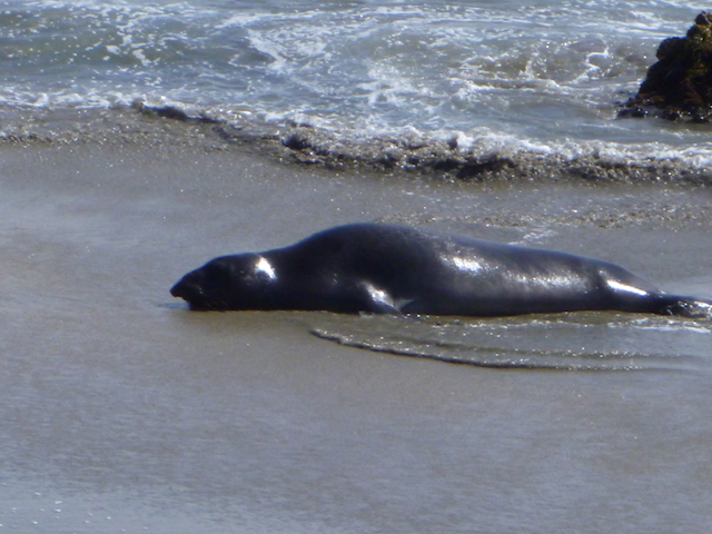 San Simeon Elephant Seal Colony