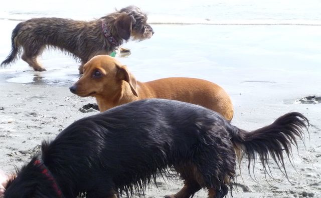 Penny (foreground), Sophie (middle) and Mina (background)