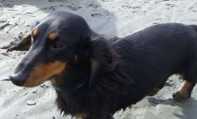 The very handsome Jak