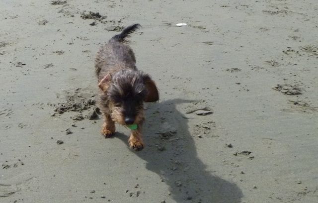 Mina, the bearded lady struts her stuff