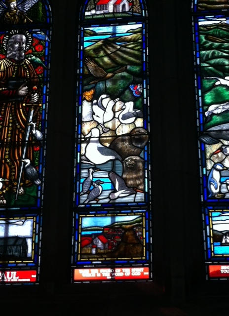 More Dunedin Wildlife