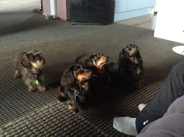 Look at those little attentive faces