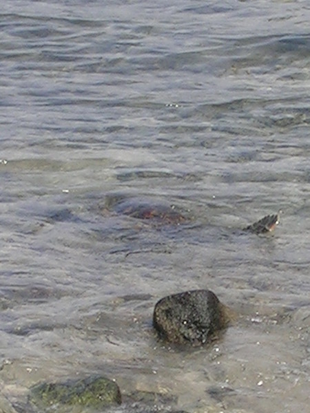 There were a lot of sea turtles, I'm a rubbish photographer and this is the best picture I have...