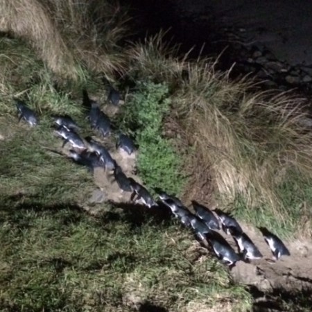 Blue Penguins coming ashore at dusk