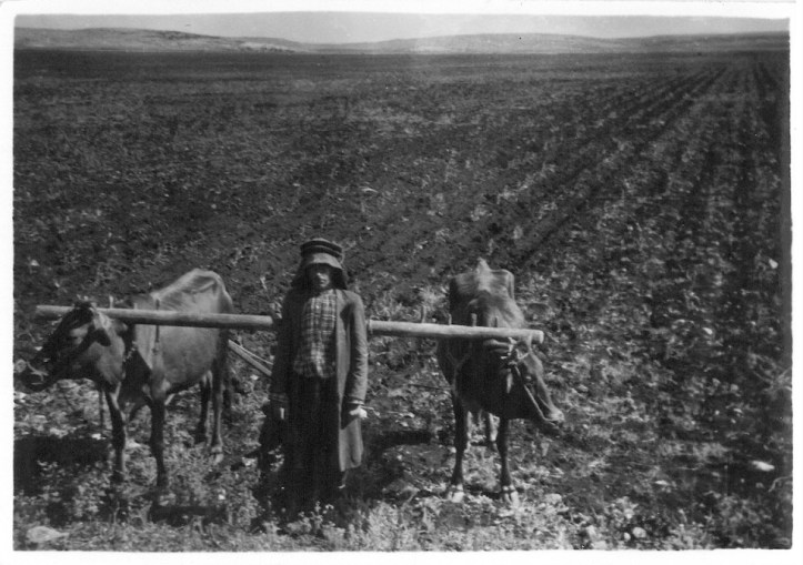 Native farmer with oxen team