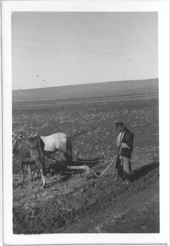 Native Team Horse & Cow