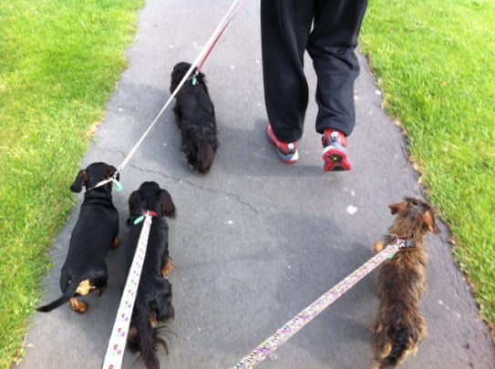 Walking of the hounds