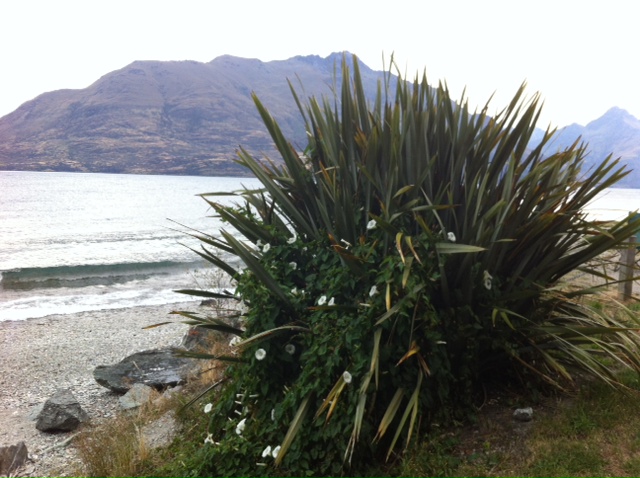 I jokingly said that even the weeds are pretty in Queenstown.  Then it was back to the hotel for the rest of the evening.