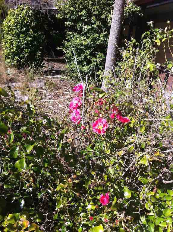 A rose bush struggling to survive