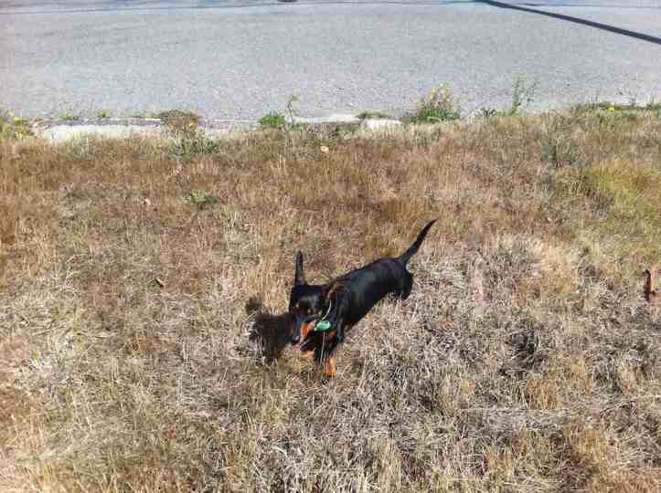 Alice bounding through the grass