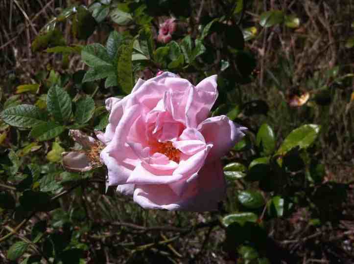 Beauty among the weeds