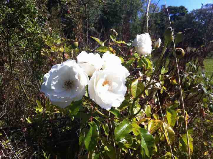 Pretty white roses