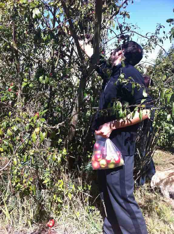 a bit of urban foraging