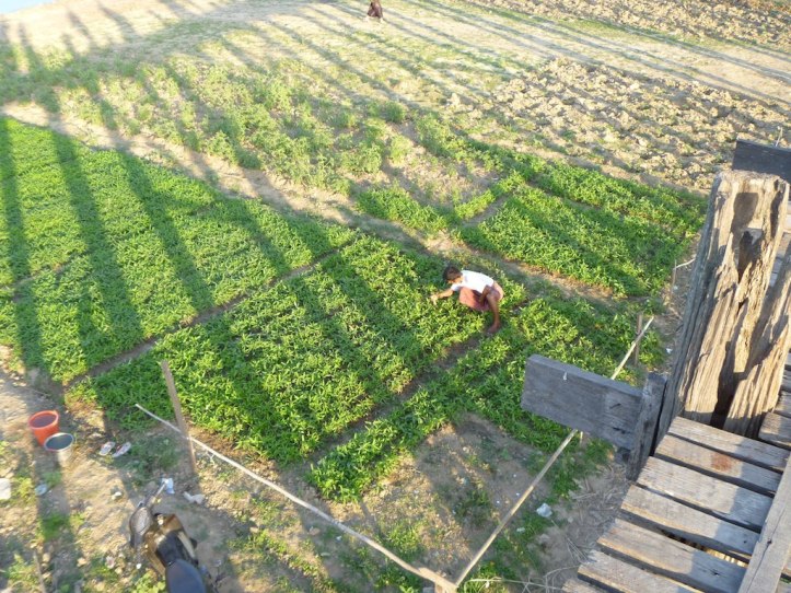 A farmer working his crop while hundreds of tourists snap photos of him