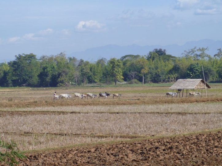 Tending the herd of cows