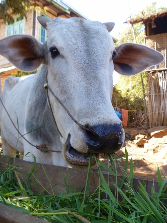 Mooove along... nothing to see here