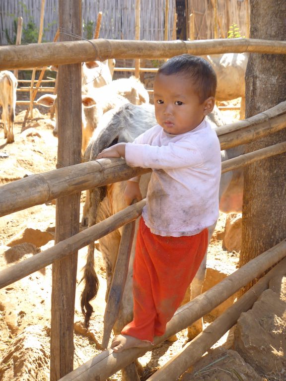 This little one was whacking the cows on the bum with the stick... they didn't seem to care to move away