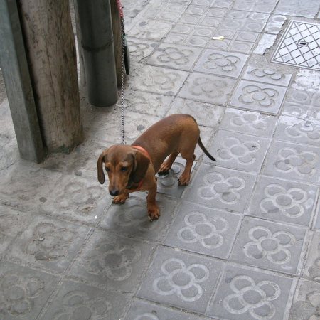 Dachshund in Barcelona